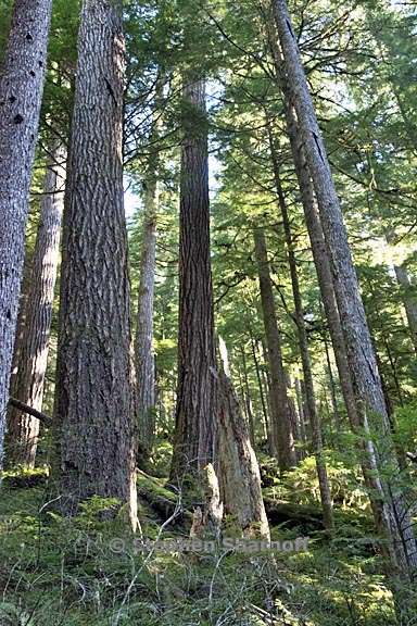 opal creek forest 2 graphic